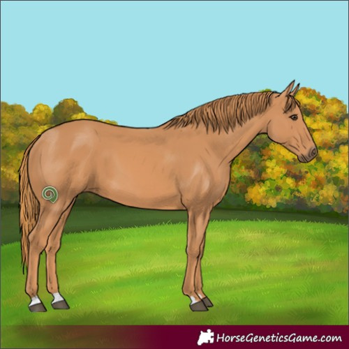 Horse Color:Chestnut 