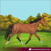 Horse Color:Bay 