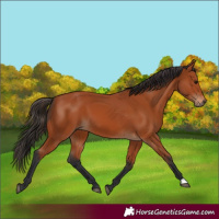 Horse Color:Bay 