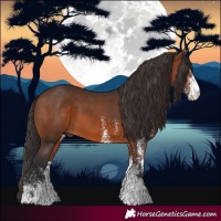 Horse Color:White Spotted Brown