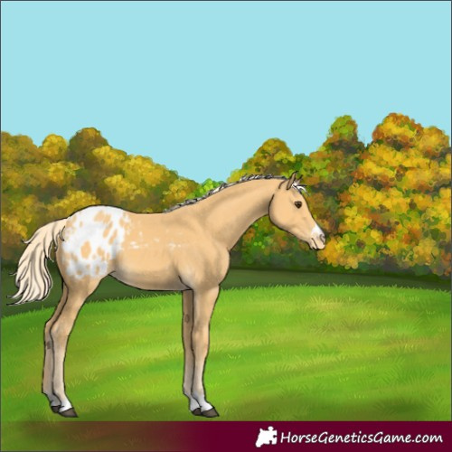 Horse Color:Palomino Appaloosa
