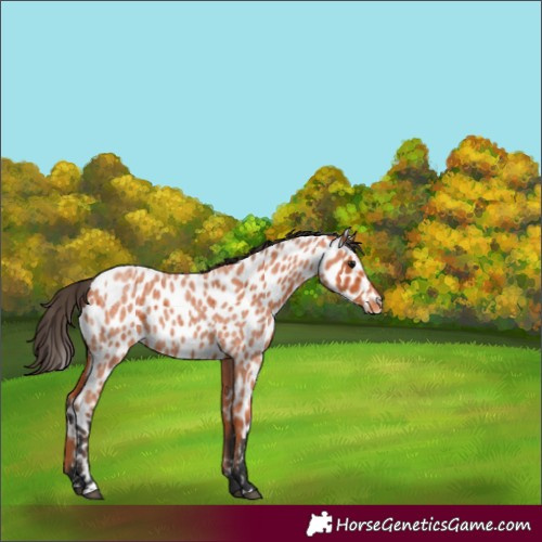 Horse Color:Bay Roan Appaloosa