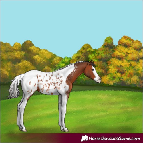 Horse Color:Bay Splash Tobiano Appaloosa 