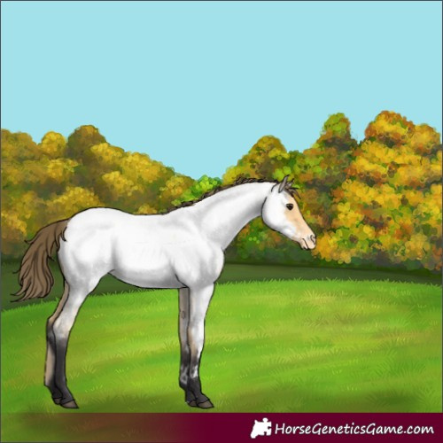Horse Color:Buckskin Roan Appaloosa