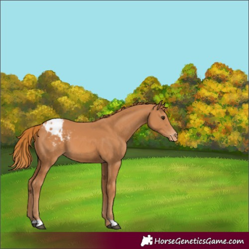 Horse Color:Chestnut Appaloosa