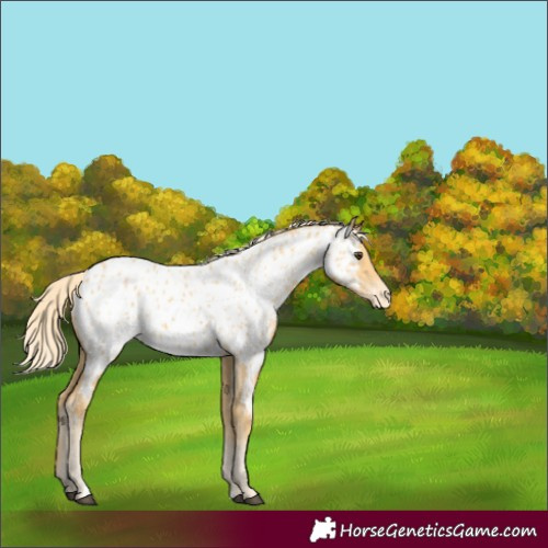 Horse Color:Palomino Appaloosa
