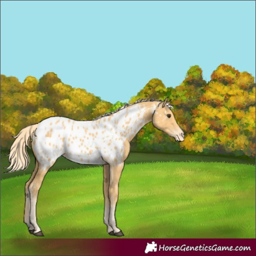 Horse Color:Palomino Appaloosa 