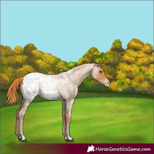 Horse Color:Red Roan Appaloosa