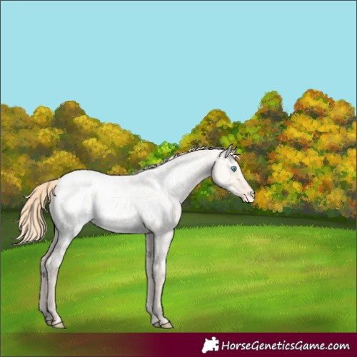Horse Color:Perlino Roan Dun Appaloosa