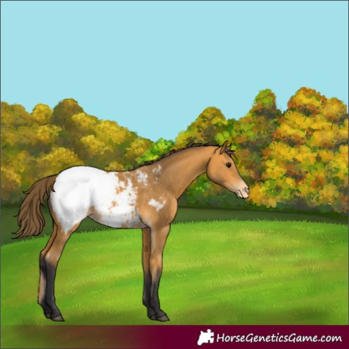 Horse Color:Buckskin Appaloosa