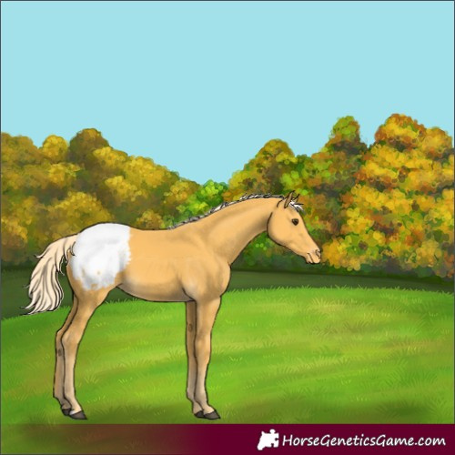 Horse Color:Palomino Appaloosa