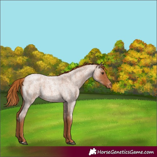 Horse Color:Red Roan Appaloosa 