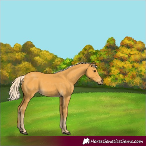 Horse Color:Palomino 