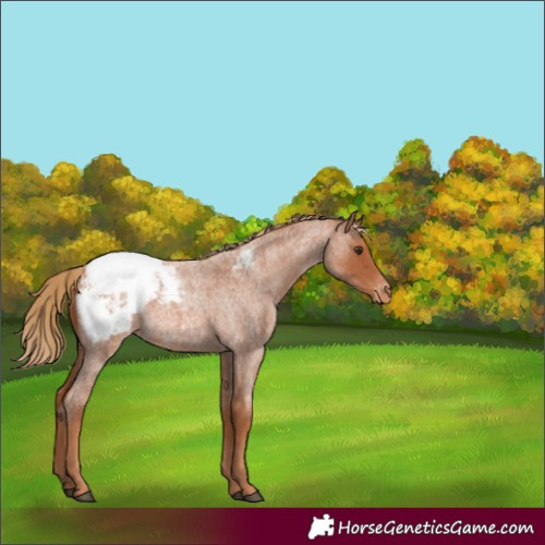 Horse Color:Red Roan Appaloosa
