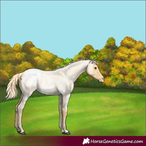 Horse Color:Palomino Roan Dun Appaloosa