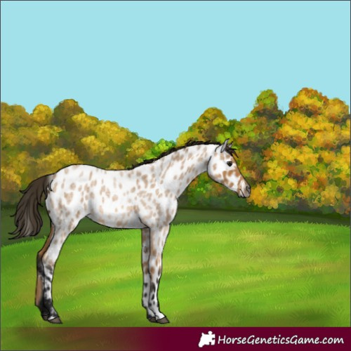 Horse Color:Gray Buckskin Roan Appaloosa 