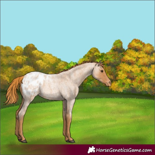 Horse Color:Red Roan Appaloosa 