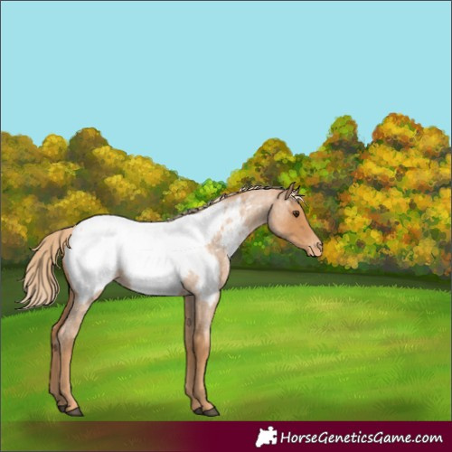 Horse Color:Red Roan Appaloosa 