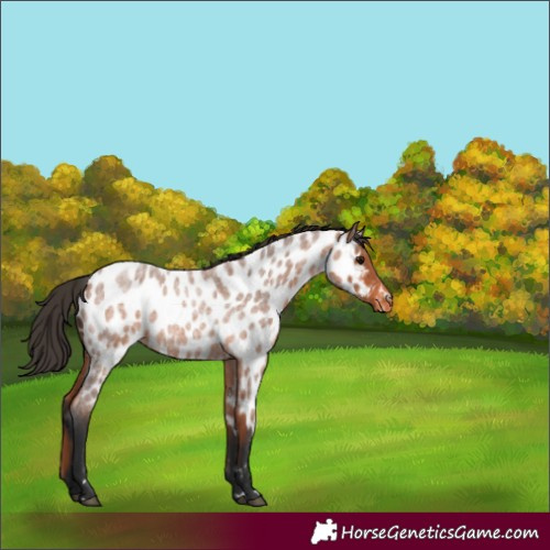 Horse Color:Bay Roan Appaloosa