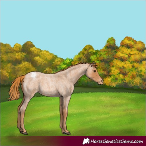 Horse Color:Red Roan Appaloosa 