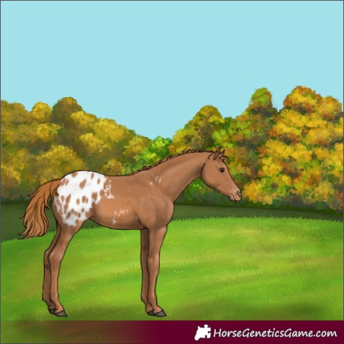 Horse Color:Chestnut Appaloosa 