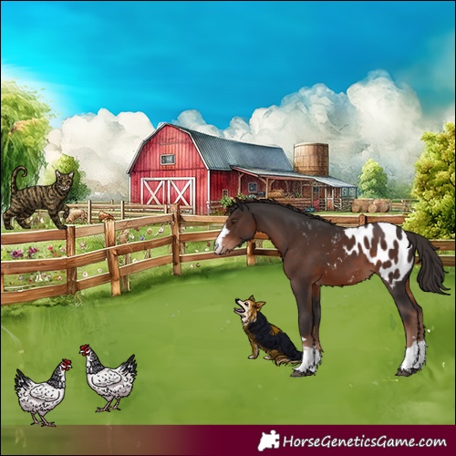 Horse Color:Liver Chestnut Appaloosa 
