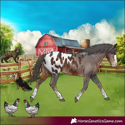 Horse Color:Liver Chestnut Appaloosa 
