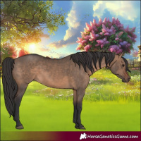 Horse Color:Brown Dun 