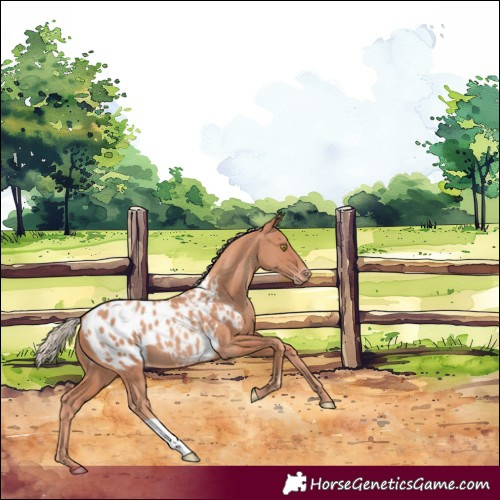 Horse Color:Gold Champagne Appaloosa 