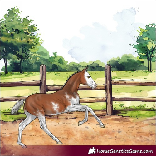 Horse Color:Silver Bay Sabino Splash 