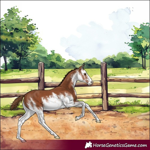 Horse Color:White Spotted Chestnut 