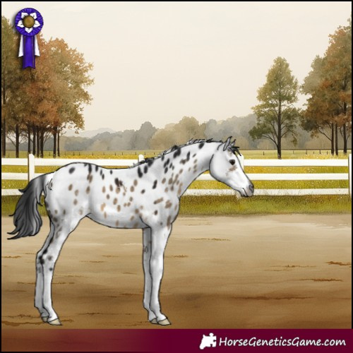 Horse Color:Gray Brown Dun Sabino Appaloosa 