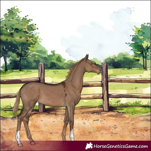 Horse Color:Liver Red Dun 