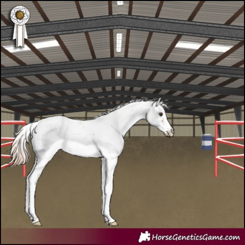 Horse Color:Red Dun Sabino Leopard 