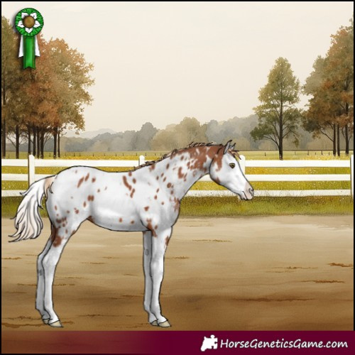Horse Color:White Spotted Chestnut Splash Appaloosa 