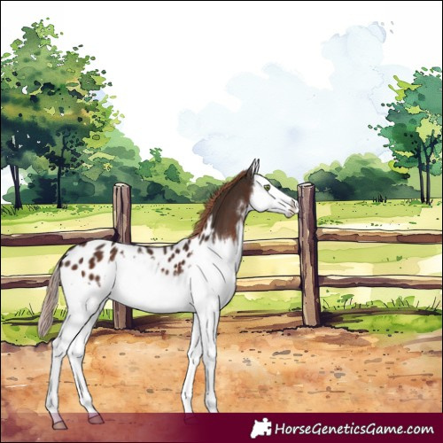 Horse Color:White Spotted Liver Chestnut Splash Appaloosa 