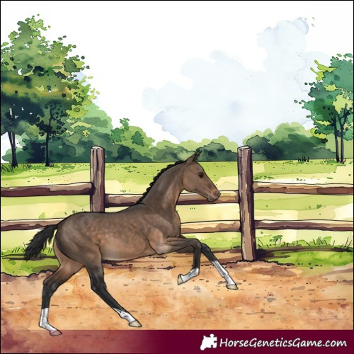 Horse Color:Brown Dun 
