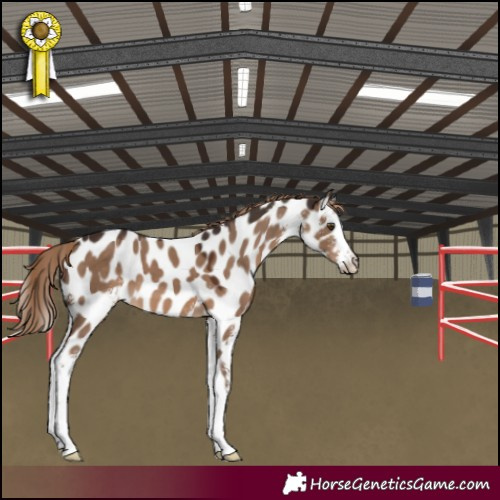 Horse Color:Liver Red Dun Sabino Leopard 