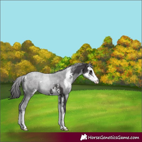 Horse Color:Smoky Black Sabino 