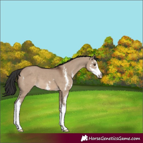 Horse Color:Liver Red Dun Sabino 