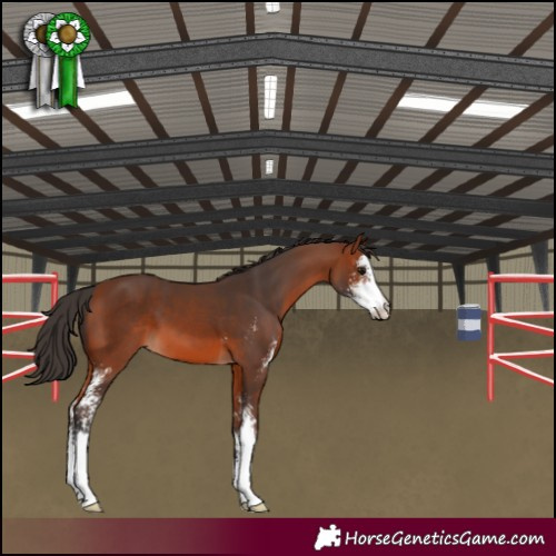 Horse Color:Bay Sabino 