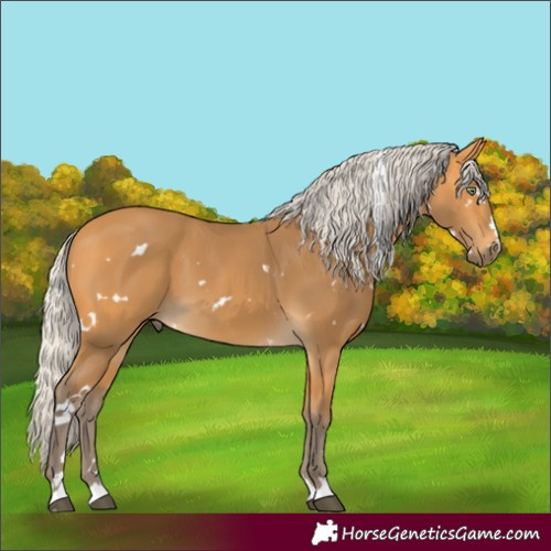 Horse Color:White Spotted Silver Buckskin 
