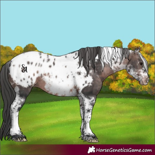 Horse Color:Platinum Brown Tobiano Blanket 