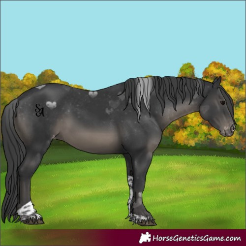 Horse Color:Black Tobiano Appaloosa Rabicano 