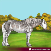 Horse Color:Platinum Liver Chestnut Sabino Splash Appaloosa Rabicano
