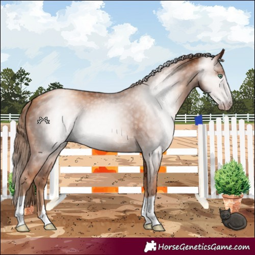 Horse Color:Gray Gold Champagne 