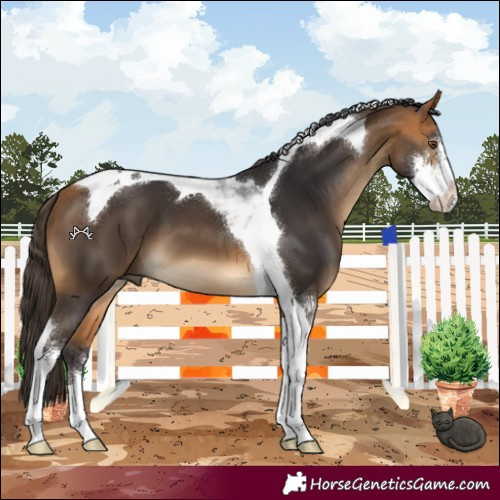 Horse Color:Buckskin Sabino Tobiano 