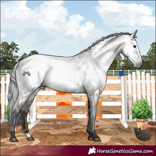 Horse Color:Gray Brown Sabino Near Leopard Rabicano 