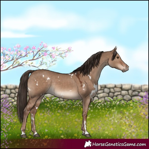 Horse Color:White Spotted Liver Red Dun Rabicano 