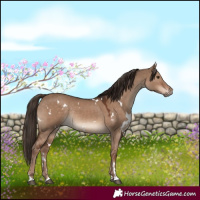Horse Color:White Spotted Liver Red Dun Rabicano